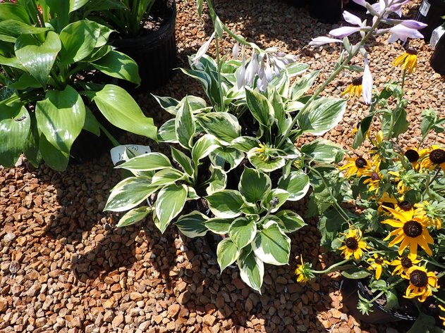 Image for Nursery Overstock September 2027