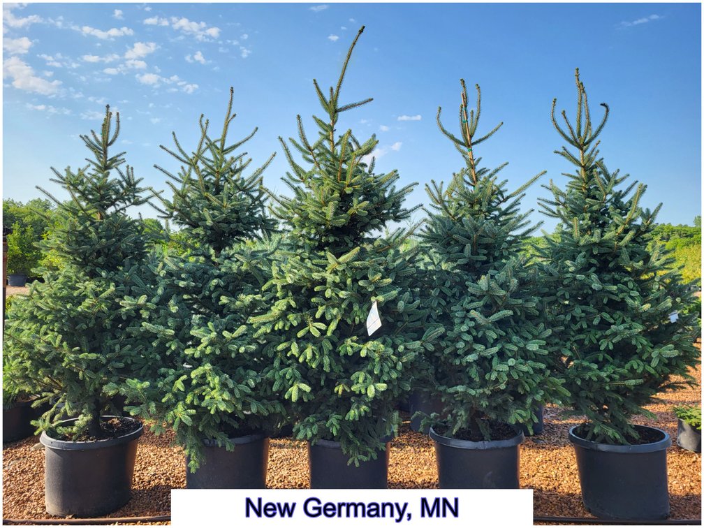 Image for Nursery Overstock September 2027