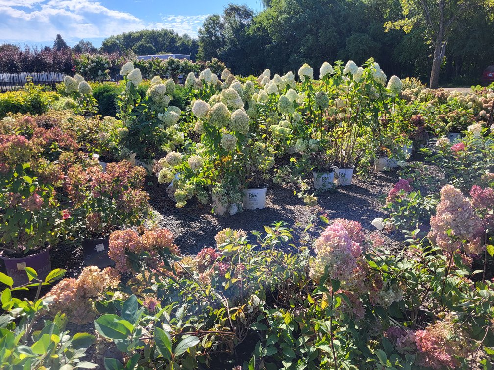 Image for Nursery Overstock September 2025