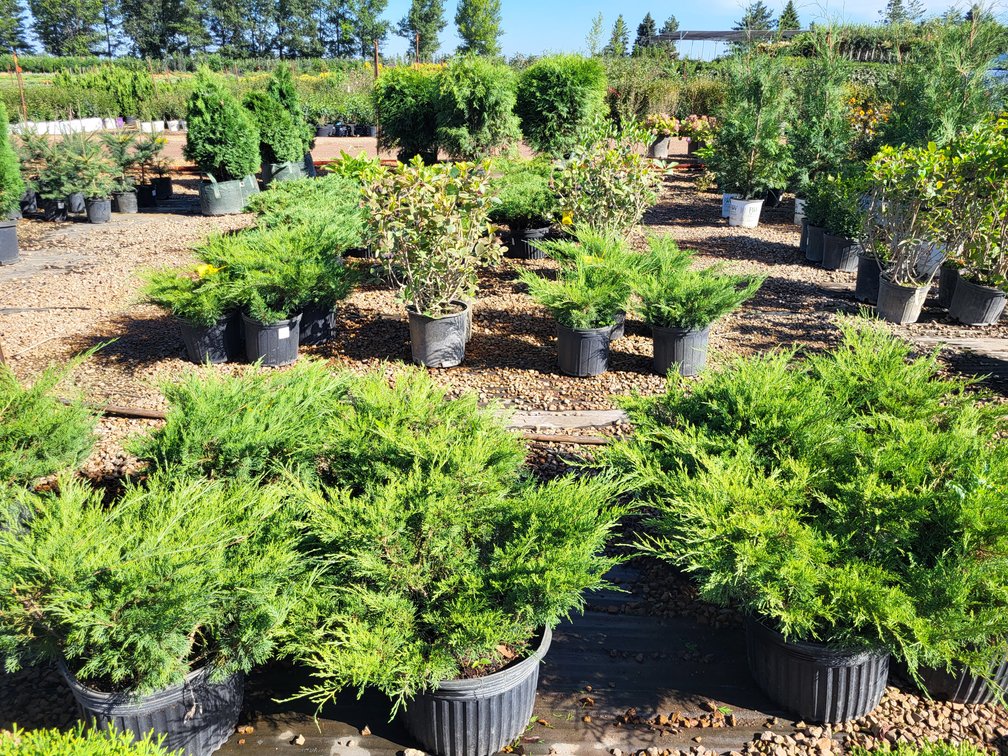 Image for Nursery Overstock September 2025