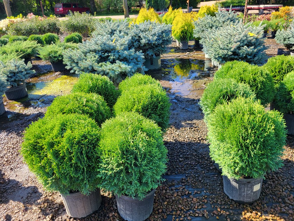 Image for Nursery Overstock September 2025