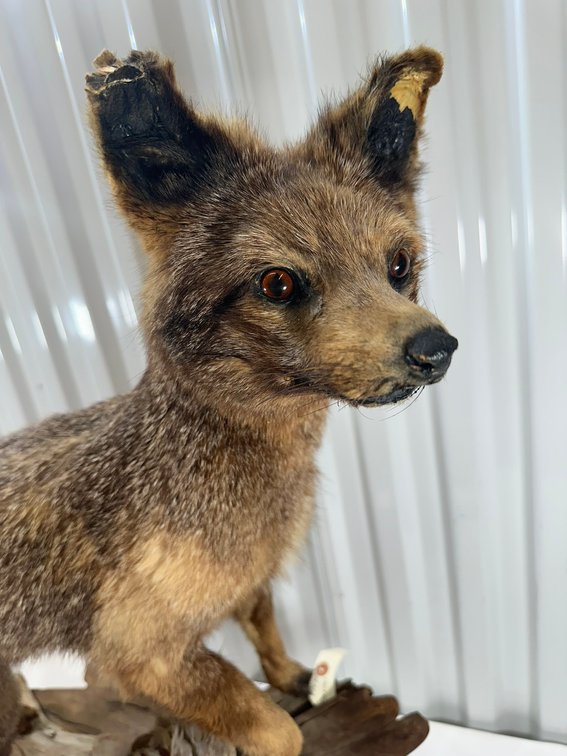 Image for ANTIQUES - BEER STEINS, TAXIDERMY- 750+ LOTS