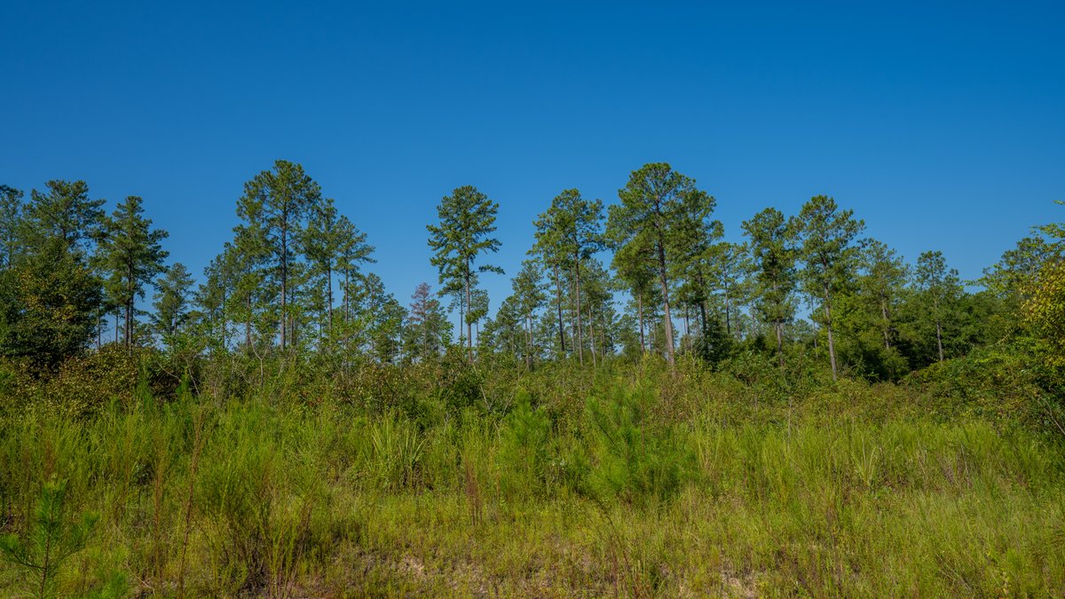 Image for 602+/- Acres - Hardwick Place - Henry County, AL