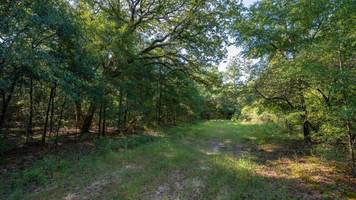 Image for 602+/- Acres - Hardwick Place - Henry County, AL