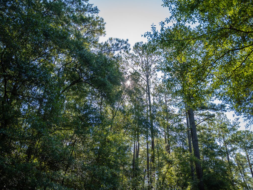 Image for 602+/- Acres - Hardwick Place - Henry County, AL