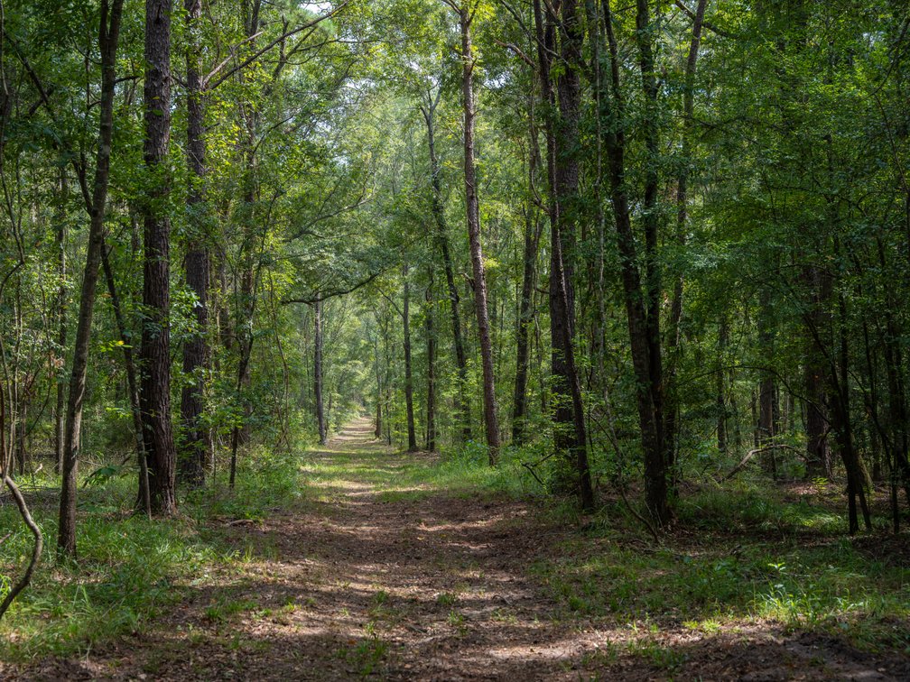 Image for 220+/- Acres - Camp Creek Place - Macon County, GA