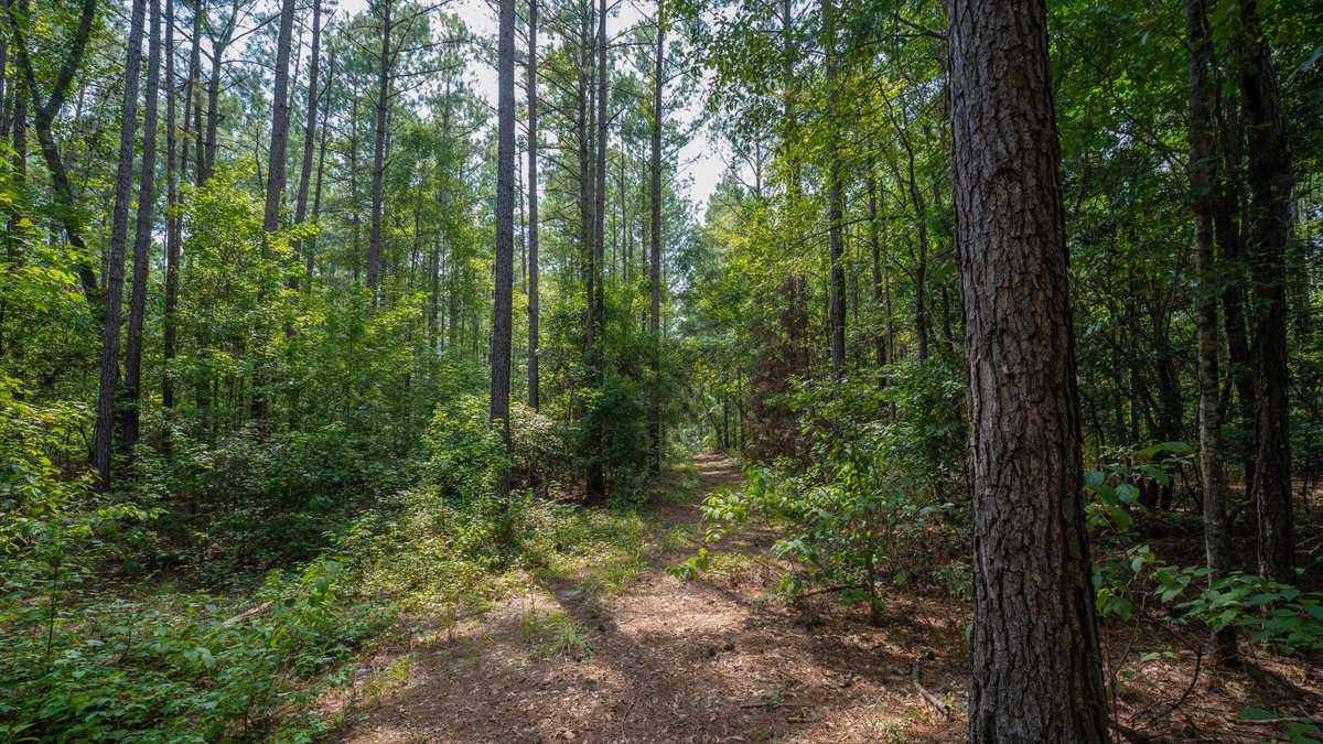 Image for 220+/- Acres - Camp Creek Place - Macon County, GA