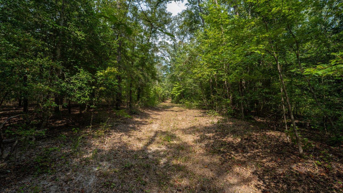 Image for 220+/- Acres - Camp Creek Place - Macon County, GA