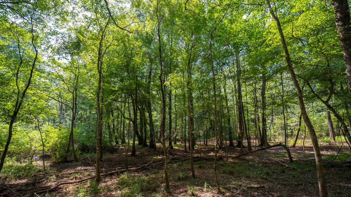 Image for 220+/- Acres - Camp Creek Place - Macon County, GA