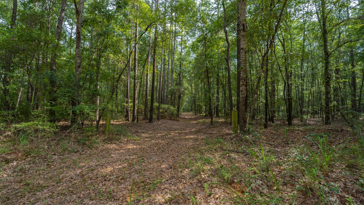 Image for 220+/- Acres - Camp Creek Place - Macon County, GA