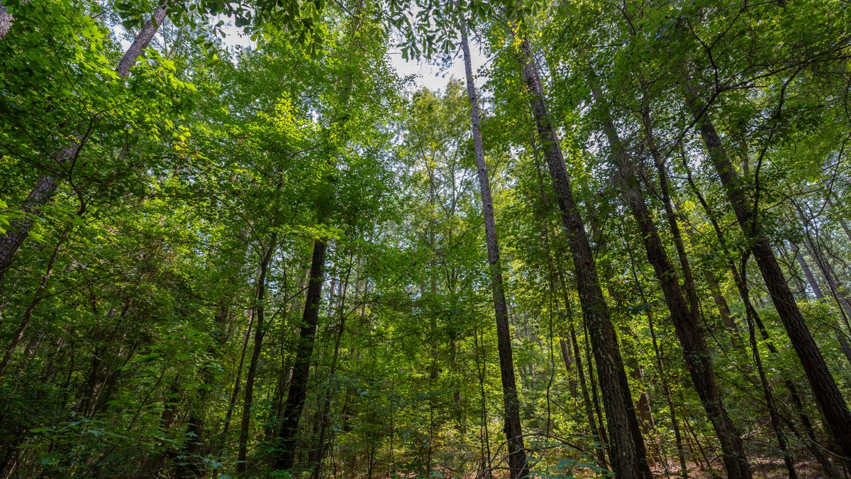 Image for 220+/- Acres - Camp Creek Place - Macon County, GA