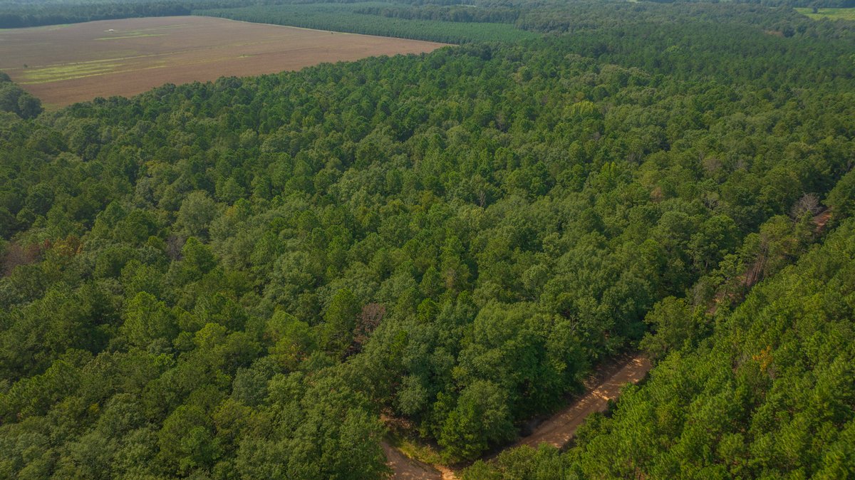 Image for 220+/- Acres - Camp Creek Place - Macon County, GA