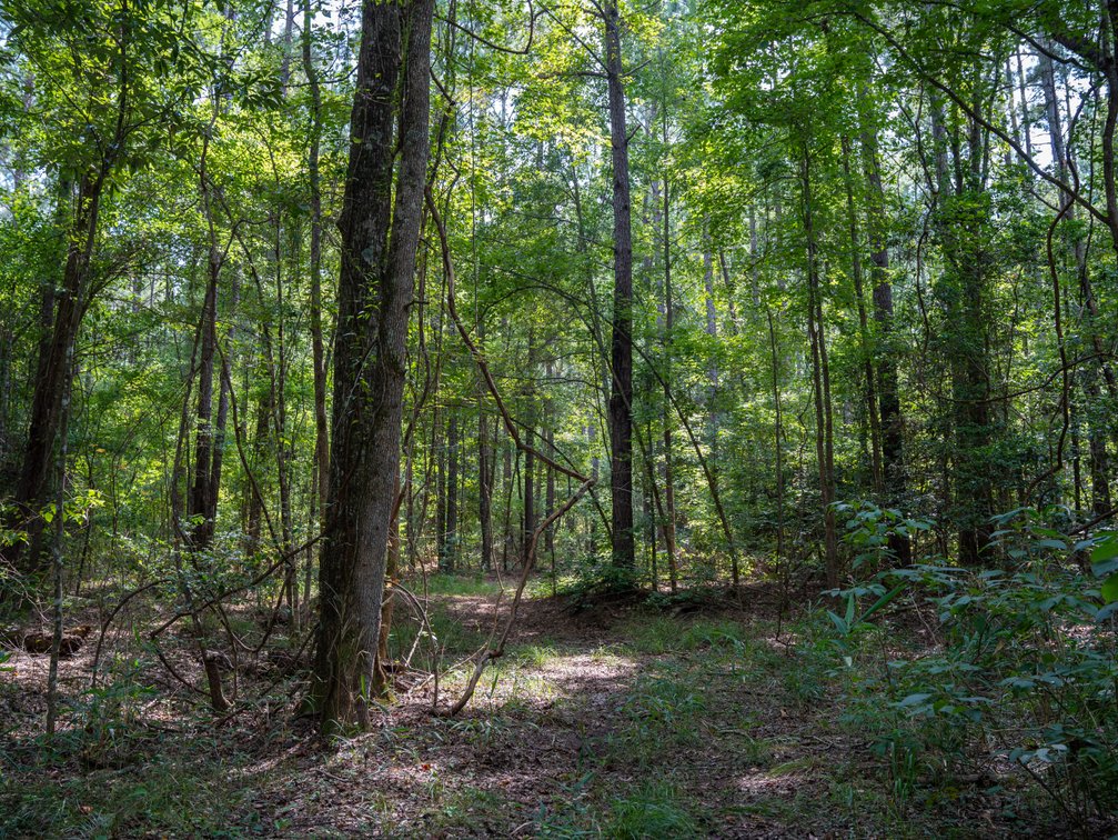 Image for 220+/- Acres - Camp Creek Place - Macon County, GA