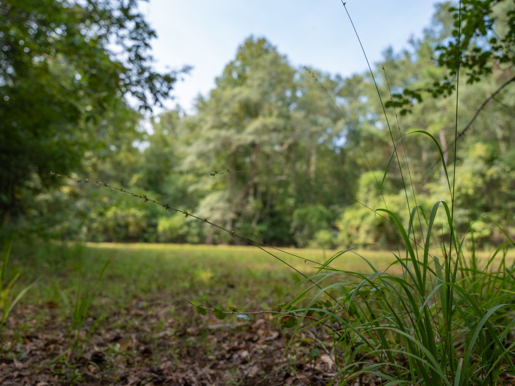 Image for 220+/- Acres - Camp Creek Place - Macon County, GA