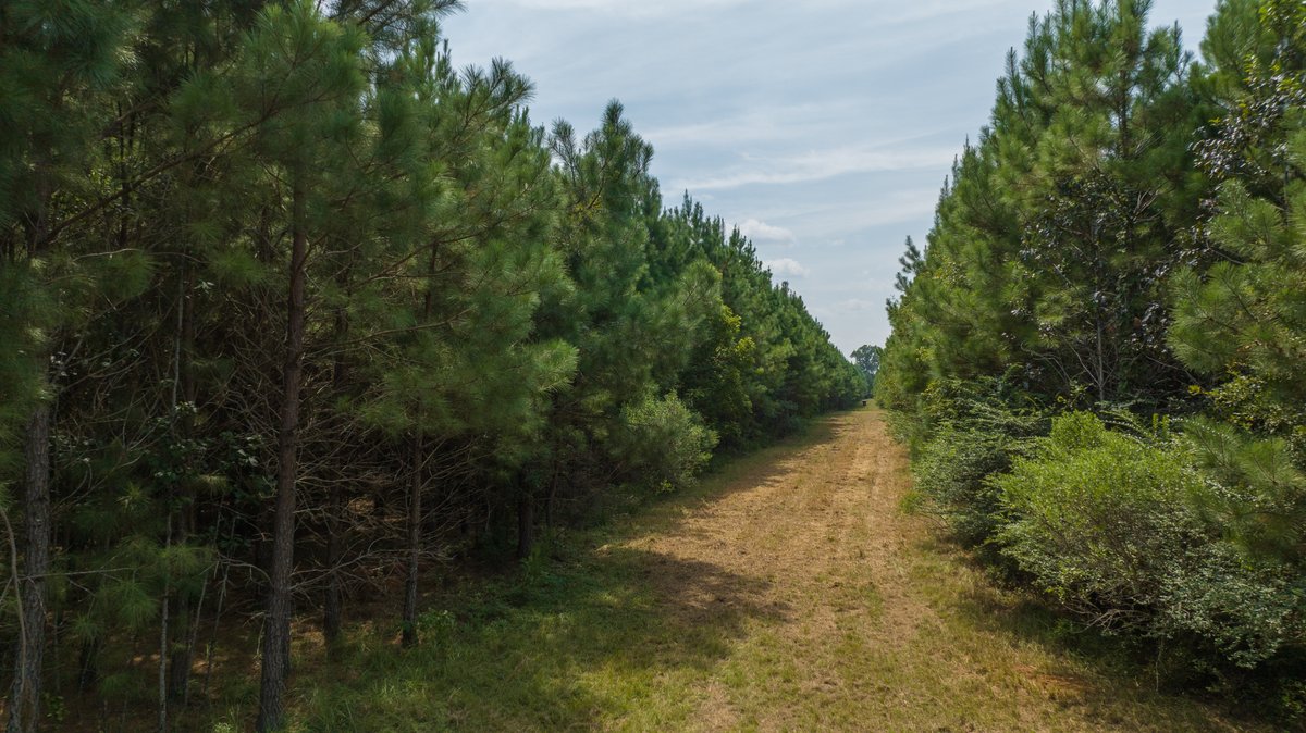 Image for 194+/- Acres - Holloway Place - Macon, Schley, & Sumter Counties, GA