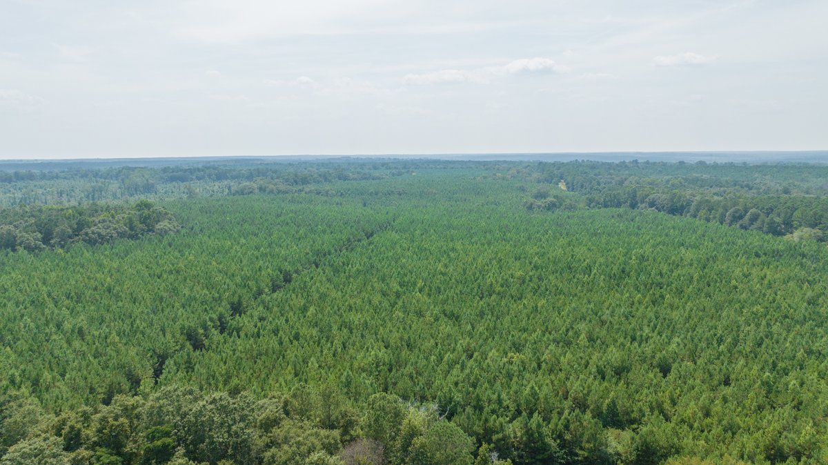 Image for 194+/- Acres - Holloway Place - Macon, Schley, & Sumter Counties, GA
