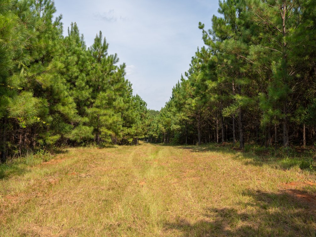 Image for 194+/- Acres - Holloway Place - Macon, Schley, & Sumter Counties, GA
