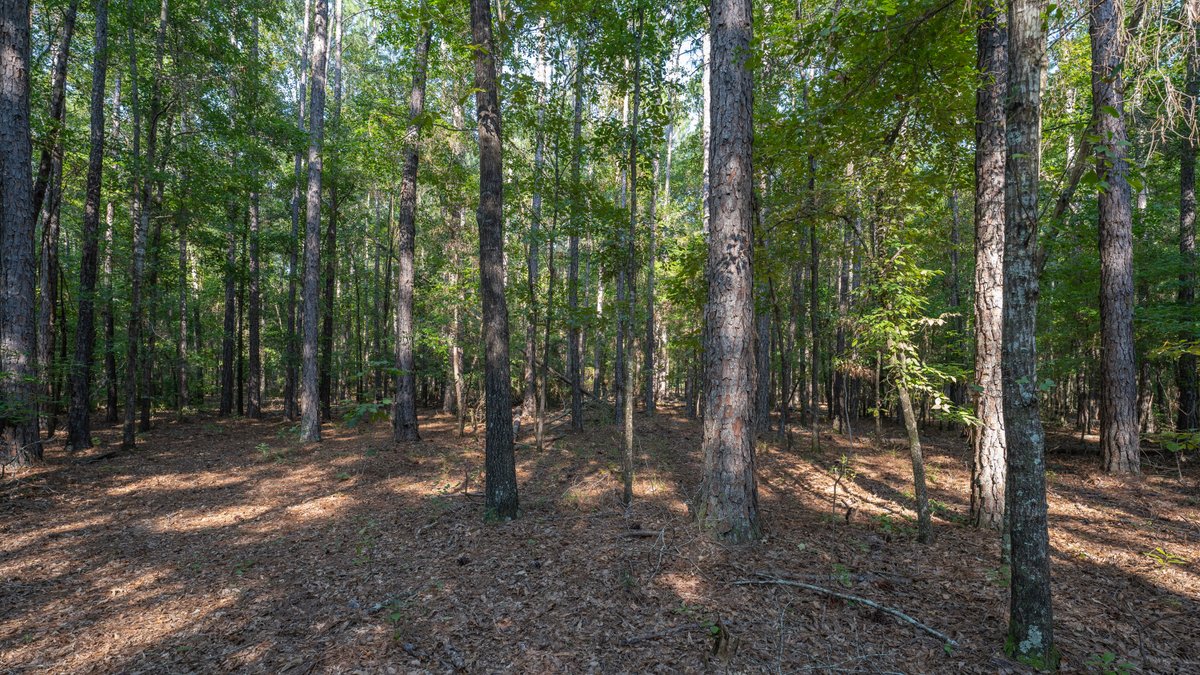 Image for 136+/- Acres - Shipp Place - Macon County, GA
