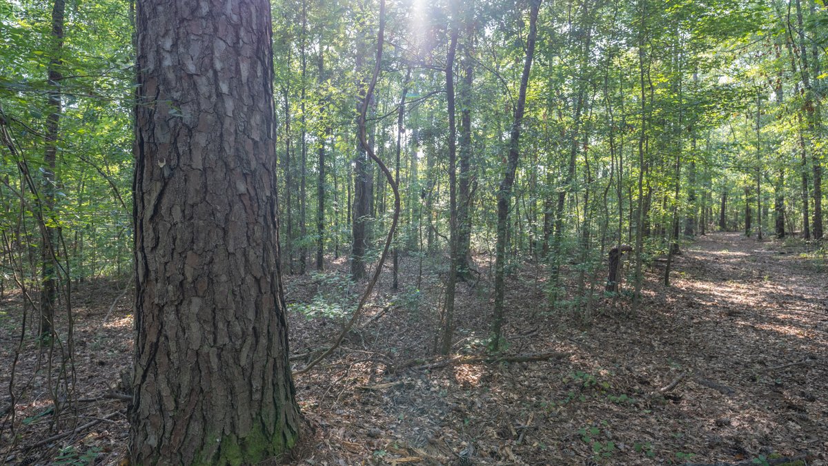 Image for 136+/- Acres - Shipp Place - Macon County, GA