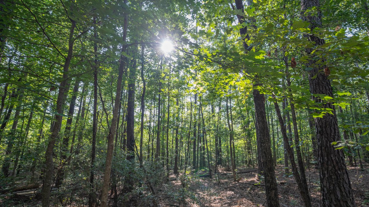 Image for 136+/- Acres - Shipp Place - Macon County, GA