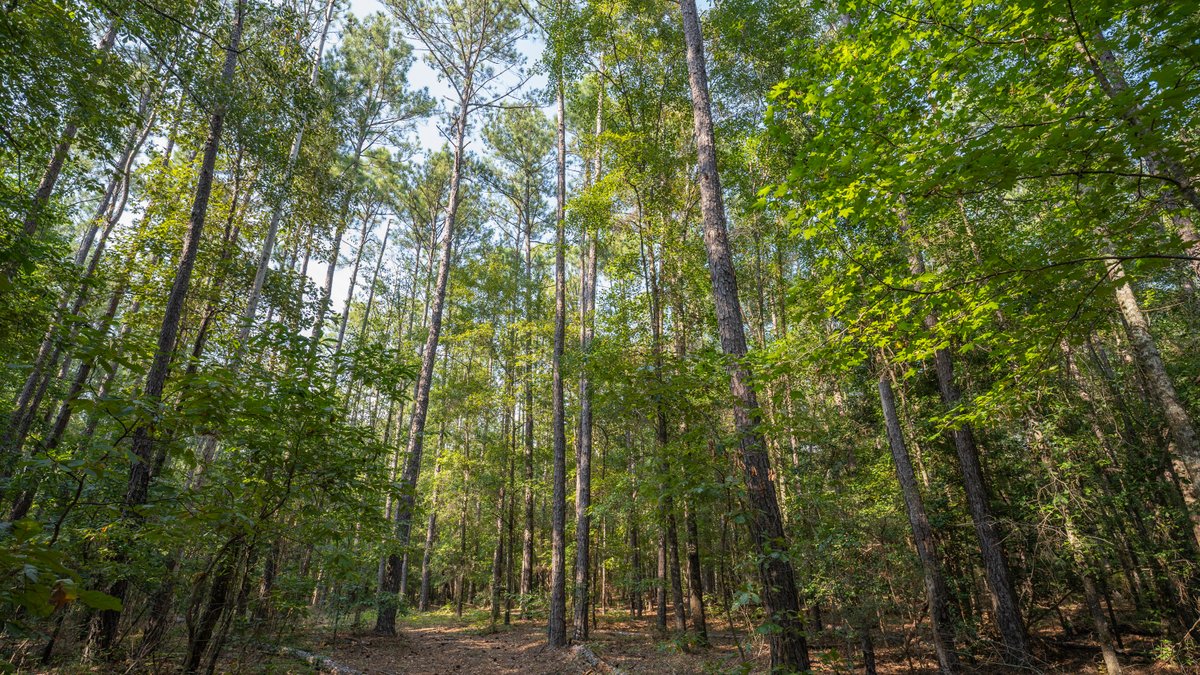Image for 136+/- Acres - Shipp Place - Macon County, GA