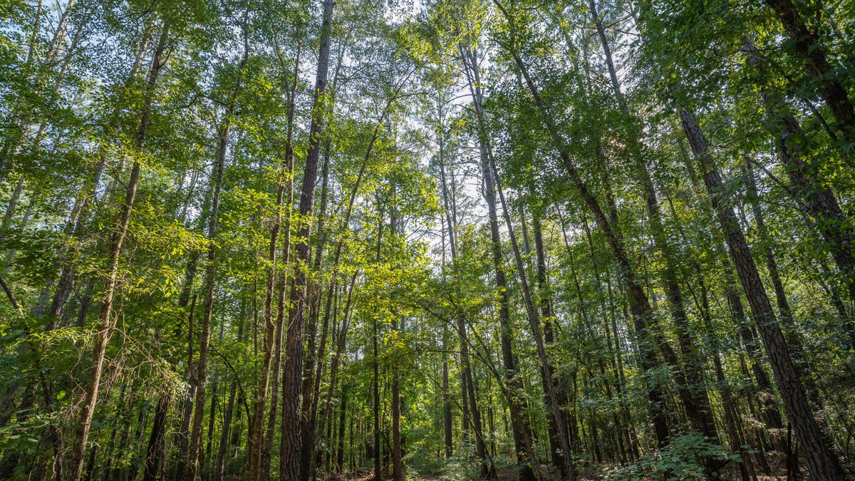 Image for 136+/- Acres - Shipp Place - Macon County, GA