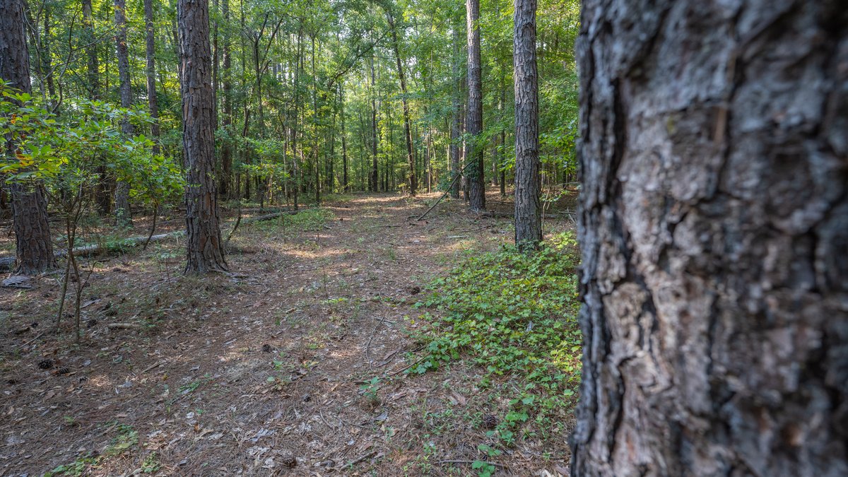 Image for 136+/- Acres - Shipp Place - Macon County, GA