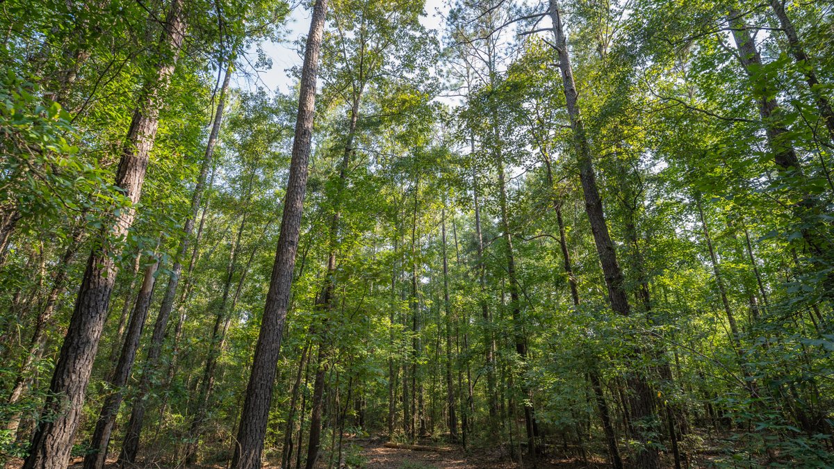 Image for 136+/- Acres - Shipp Place - Macon County, GA