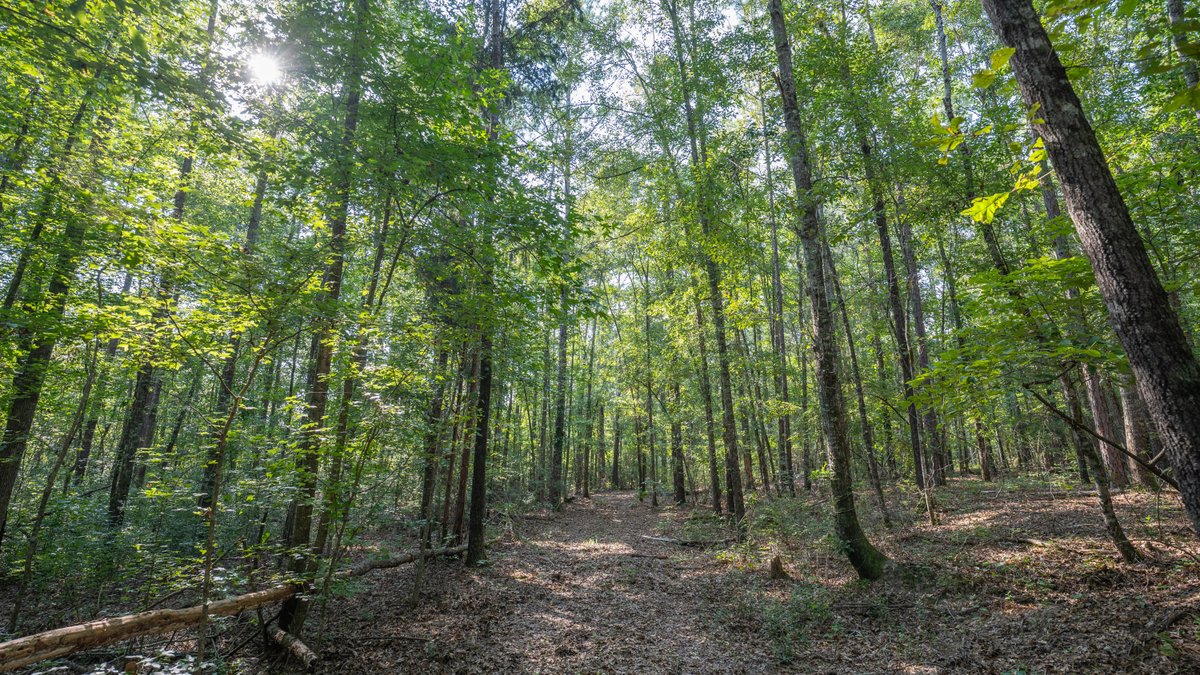 Image for 136+/- Acres - Shipp Place - Macon County, GA