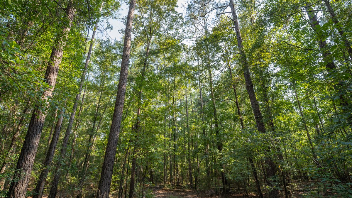 Image for 136+/- Acres - Shipp Place - Macon County, GA