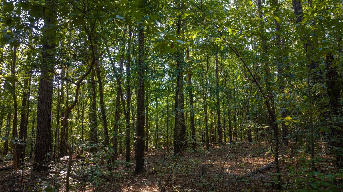 Image for 136+/- Acres - Shipp Place - Macon County, GA
