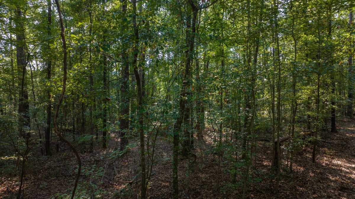 Image for 136+/- Acres - Shipp Place - Macon County, GA