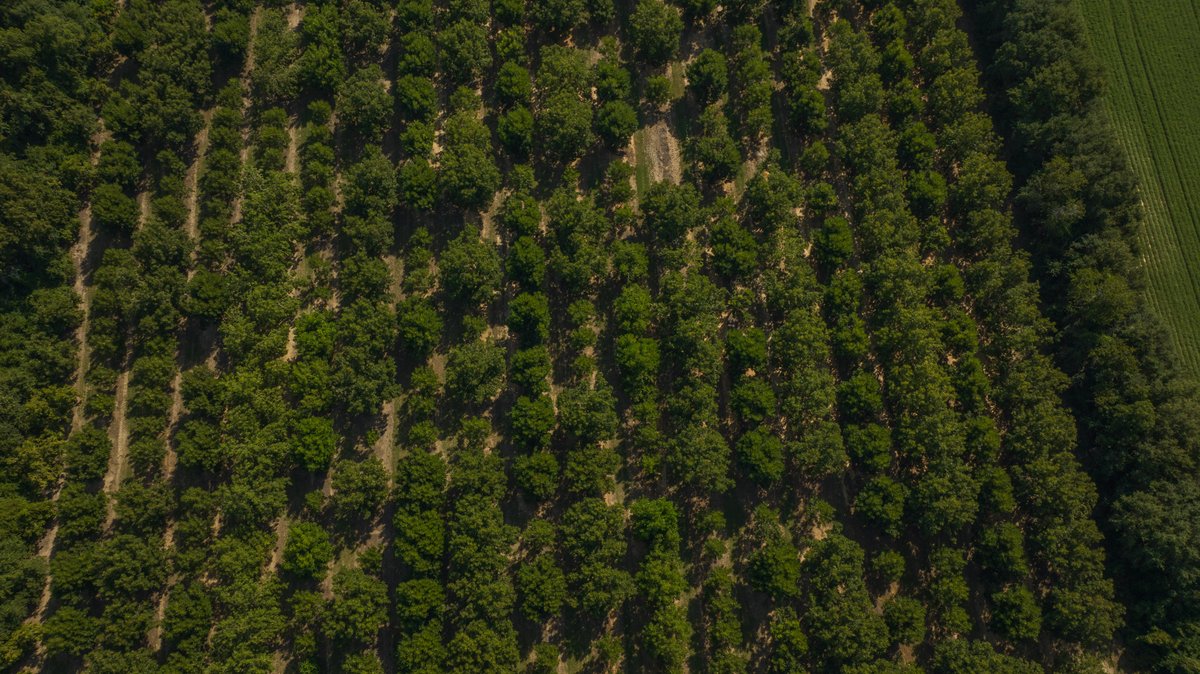 Image for 75+/- Acres - Vines Grove - Turn-Key Pecan Operation