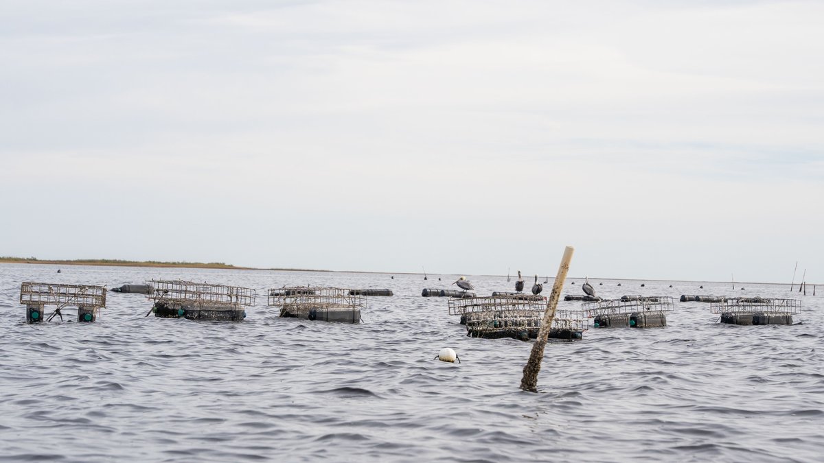 Image for 5 Aquaculture Oyster Leases in Oyster Bay, Florida