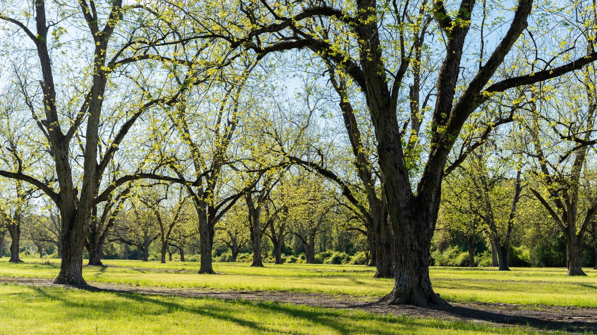 Image for 103+/- Acres - The Hand Tract - Weybrenee Farms