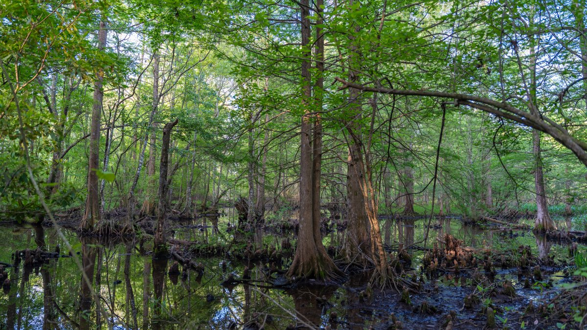 Image for 45+/- Acres - Fowl Hill Farms - Recreational Property w/ Row Crop Farmland