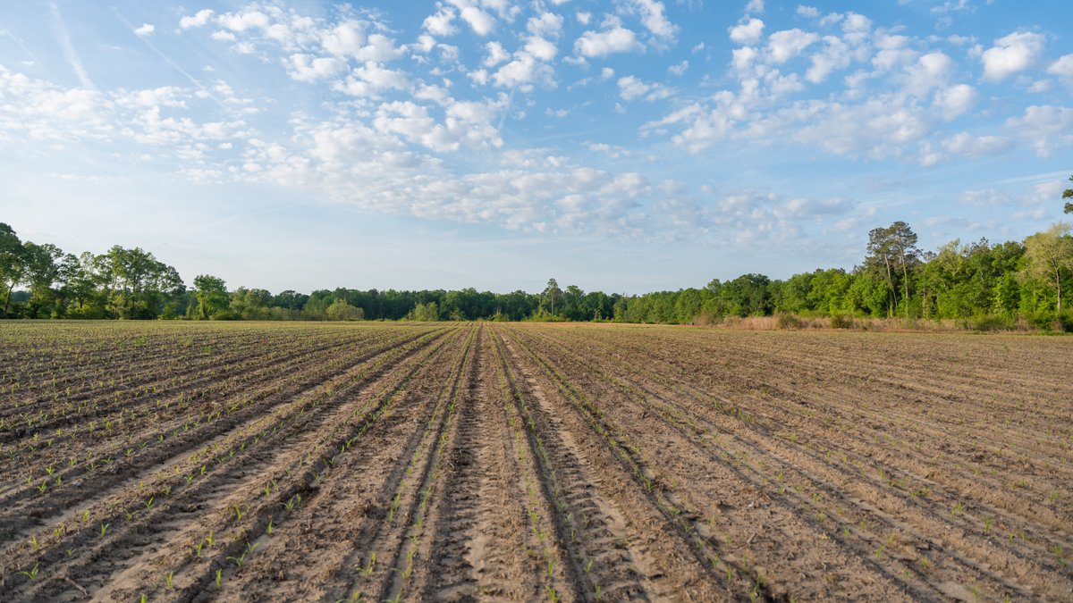 Image for 45+/- Acres - Fowl Hill Farms - Recreational Property w/ Row Crop Farmland