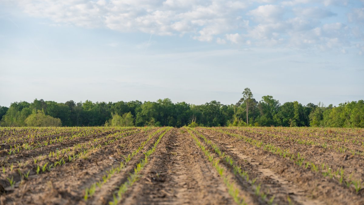 Image for 45+/- Acres - Fowl Hill Farms - Recreational Property w/ Row Crop Farmland