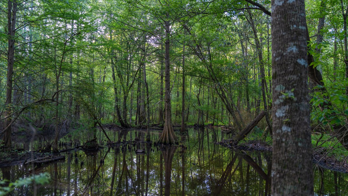 Image for 45+/- Acres - Fowl Hill Farms - Recreational Property w/ Row Crop Farmland