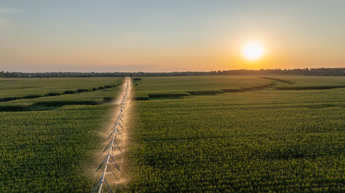 Image for 481+/- Acres - The John B. Wight Trust - Irrigated Row Crop Farm