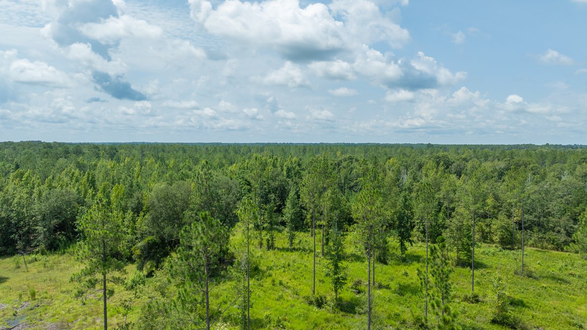 Image for 207+/- Acres in Lowndes County - Tremendous Development Potential