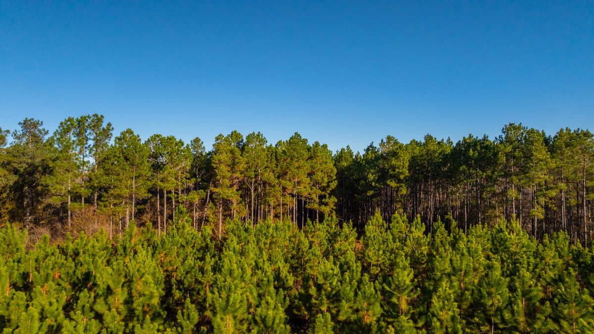 Image for 294+/- Acres – Hester Farm - Exceptional Hunting Opportunity - Versatile Farmland, Timber, & Ponds Offered Divided & as a Whole