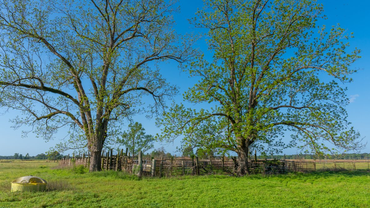 Image for Pasture Tract - Tison Estate - 109± Total Acres - Premium Row Crop Farmland - Fenced Pasture & Catch Pin - Excellent Worth County Location