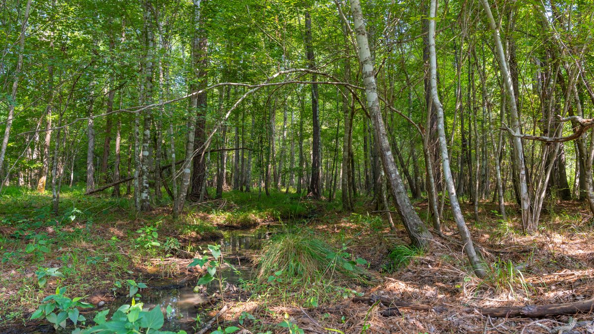 Image for The Martin Branch Retreat - 227± Acres - Crawford County, Georgia - Exceptional Hunting, Homesite Opportunities & Timber Investment