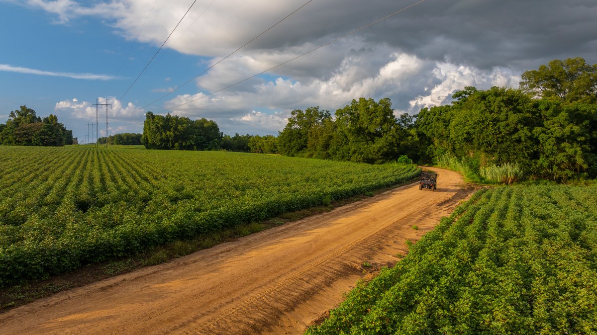 Image for The Moore Farm - 258± Acres - Row Crop Farmland, Timber, Creek Bottoms, & Food Plots - Premier Recreational Tracts w/ Improvements