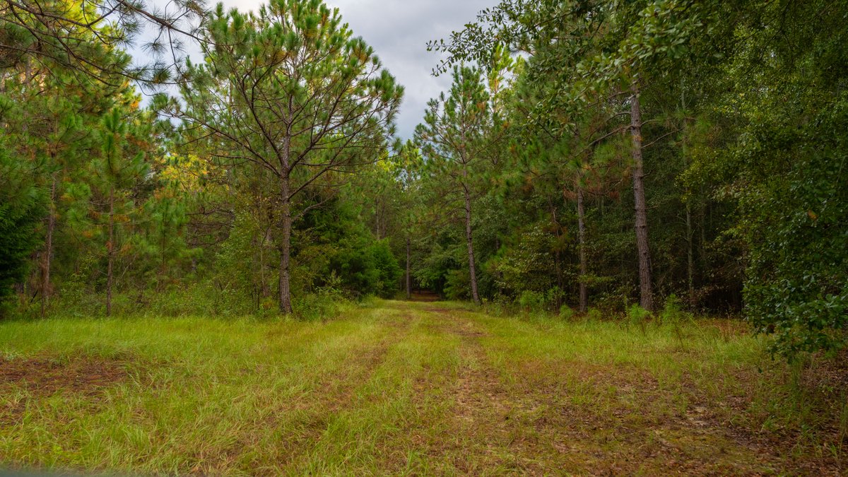 Image for The Moore Farm - 258± Acres - Row Crop Farmland, Timber, Creek Bottoms, & Food Plots - Premier Recreational Tracts w/ Improvements