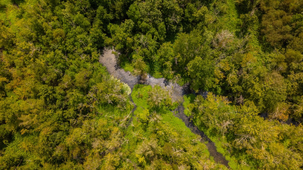 Image for The Rocky Creek Conservation Tract - 139± Acres - Macon, Georgia - Water, Wildlife, Recreation - Offered in 2 Tracts