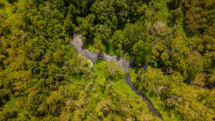 Image for The Rocky Creek Conservation Tract - 139± Acres - Macon, Georgia - Water, Wildlife, Recreation - Offered in 2 Tracts
