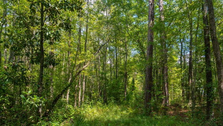 Image for The Rocky Creek Conservation Tract - 139± Acres - Macon, Georgia - Water, Wildlife, Recreation - Offered in 2 Tracts