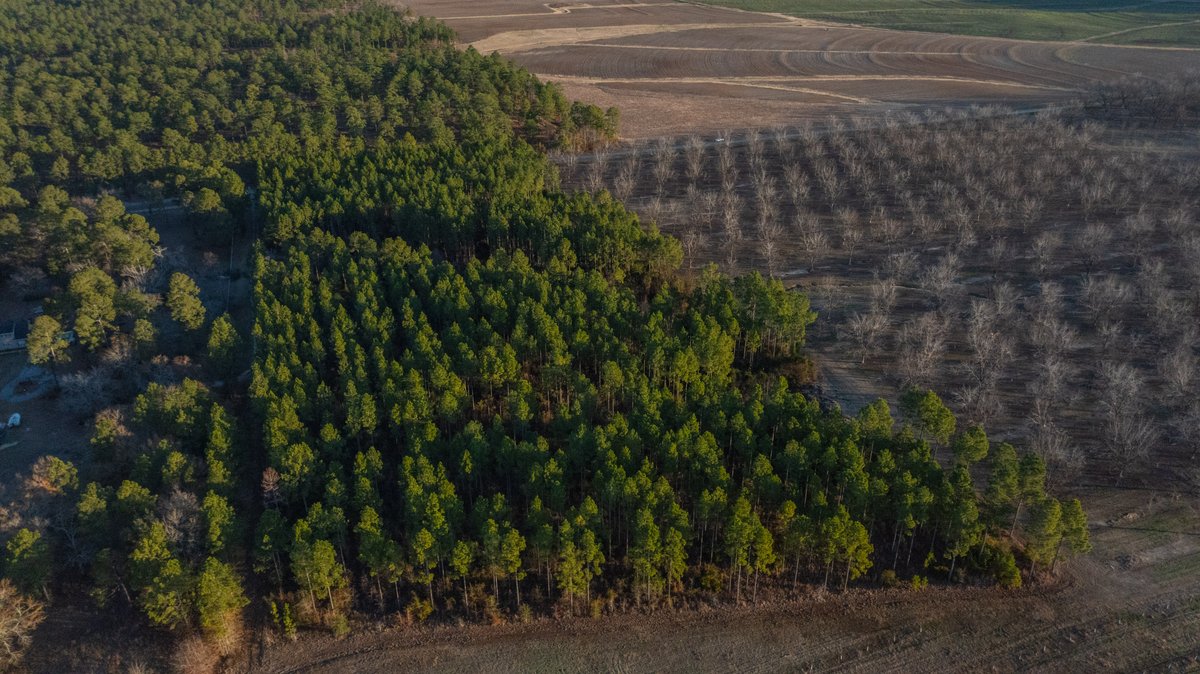 Image for RESERVE HAS BEEN MET! 40.1 +/- Acres - Pleasant Grove Pines (2) Potential Homesites w/ Recreational Acreage